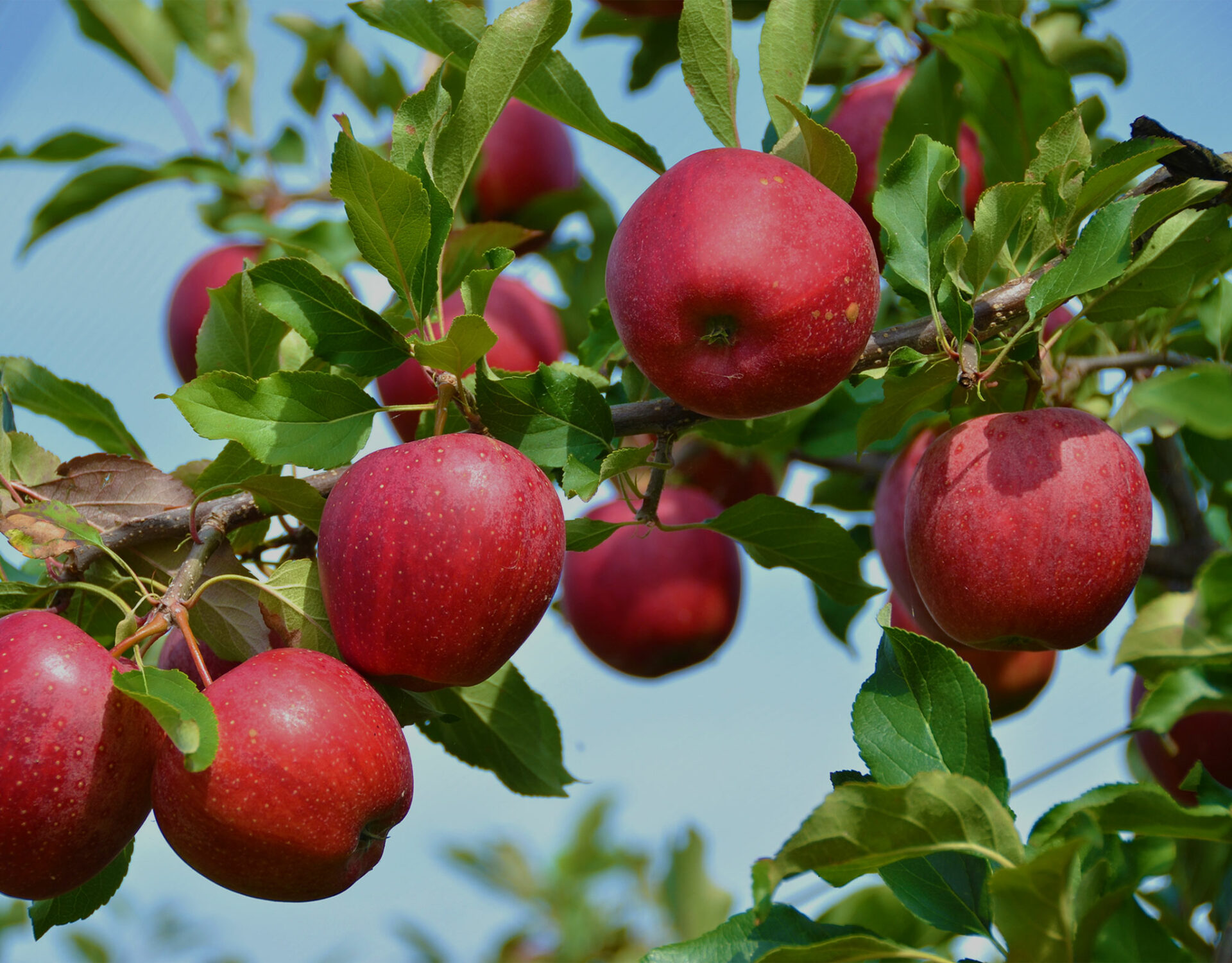 Apple branch