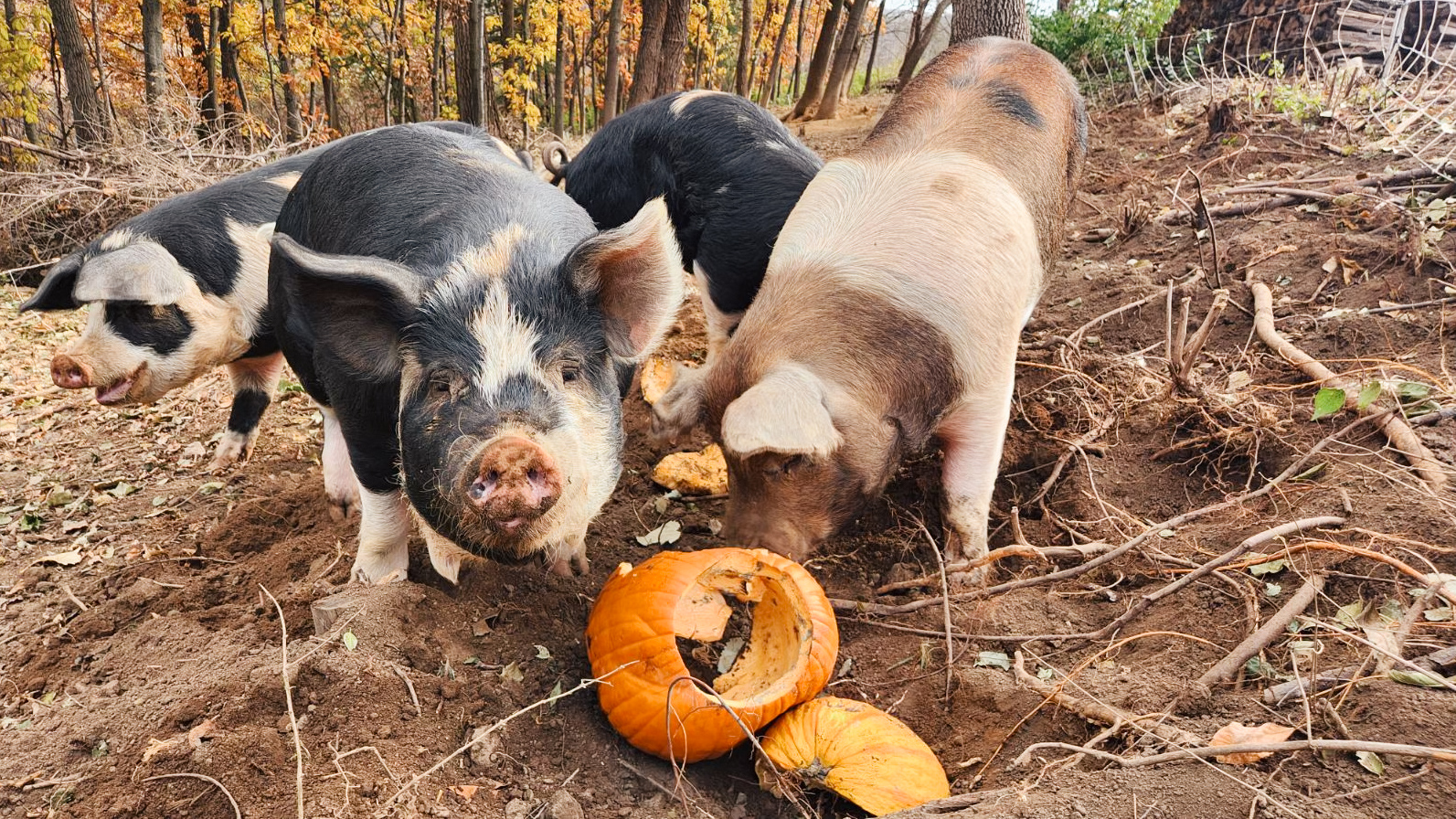 Pigs eating a pumpkin